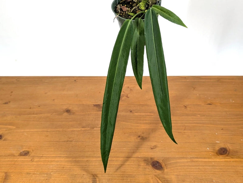 Potted Anthurium Pallidiflorum with long green leaves in small pot