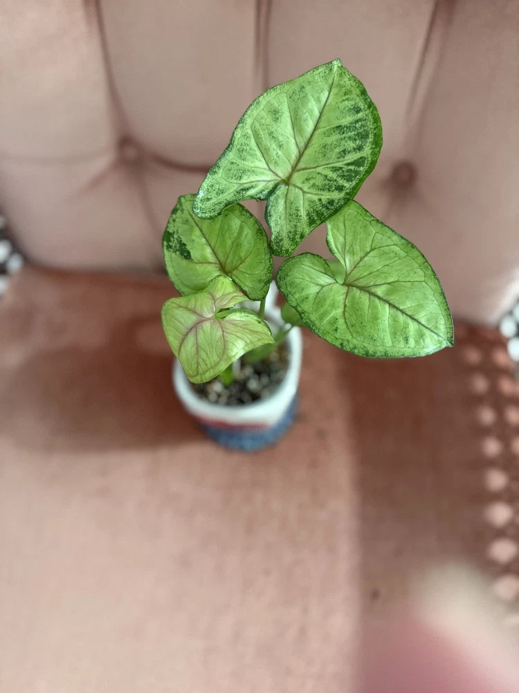 Green syngonium live plant with broad leaves in small blue pot