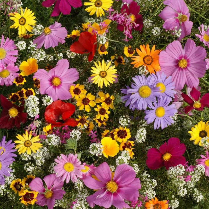 All Annual Wildflower Seed Mix, 19 Full Sun Annual Flowers, FREE SHIPPING Sunflower
