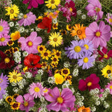 All Annual Wildflower Seed Mix, 19 Full Sun Annual Flowers, FREE SHIPPING Sunflower