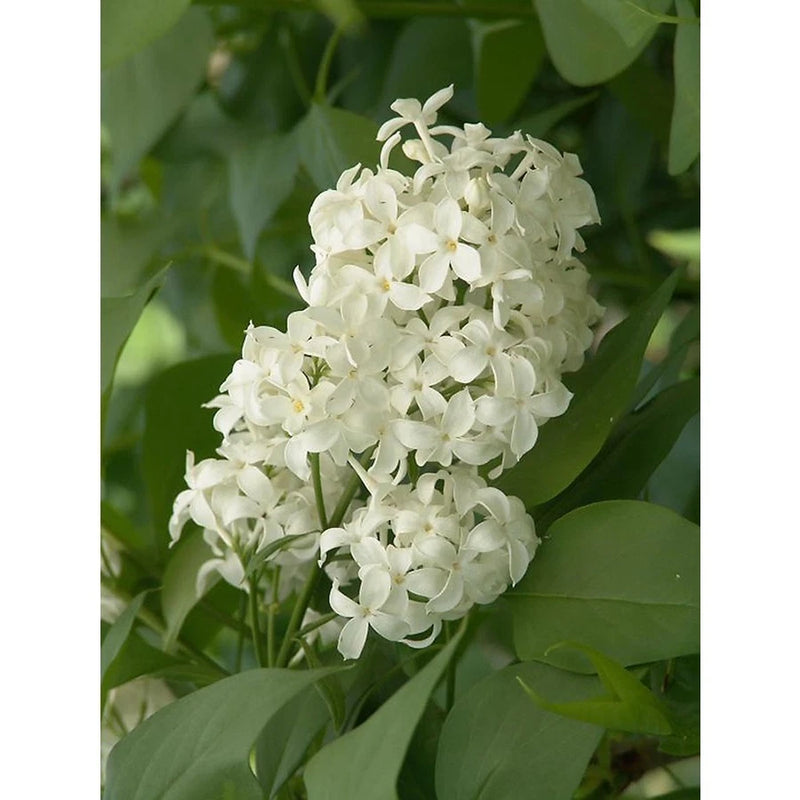 (5) Unroot Cuttings Angel White Lilac ~Pure White~ Branch Bush/Shrub/Tree/Plants Flowering Plants