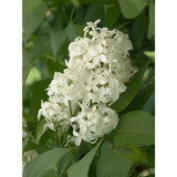 (5) Unroot Cuttings Angel White Lilac ~Pure White~ Branch Bush/Shrub/Tree/Plants Flowering Plants