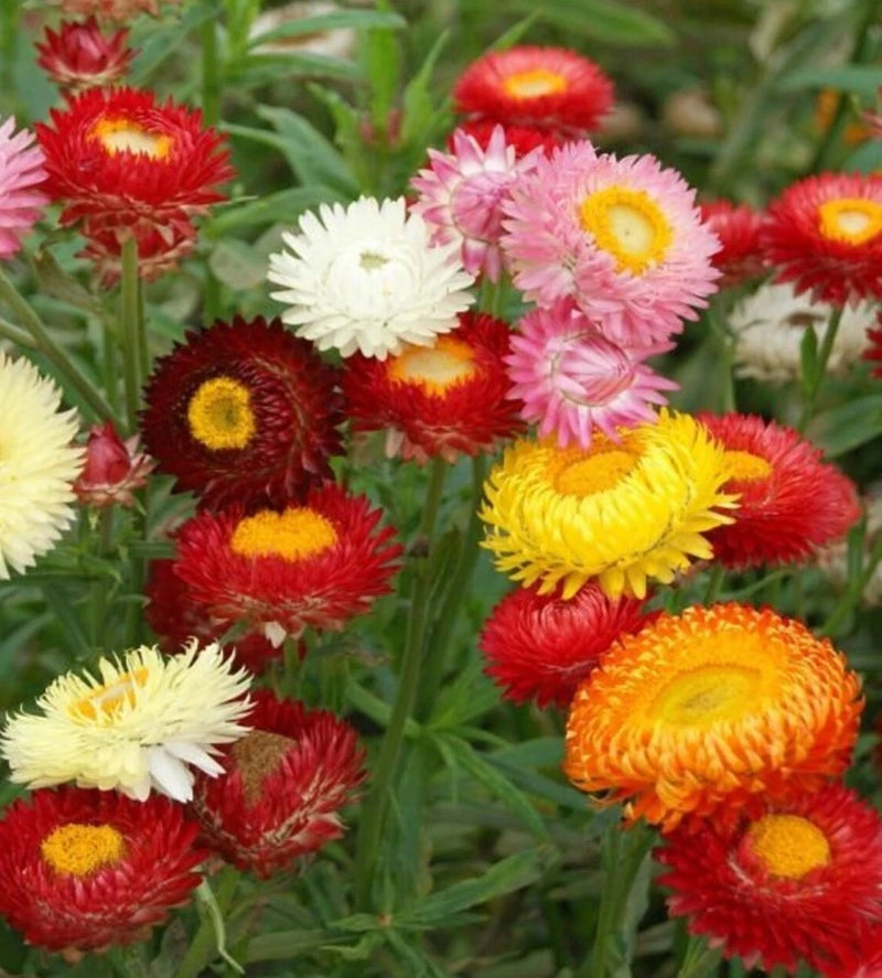 Swiss Giants Strawflower Mix Color - Pack 100 Seeds - Annual Flower Plant Garden Plants