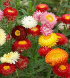 Swiss Giants Strawflower Mix Color - Pack 100 Seeds - Annual Flower Plant Garden Plants