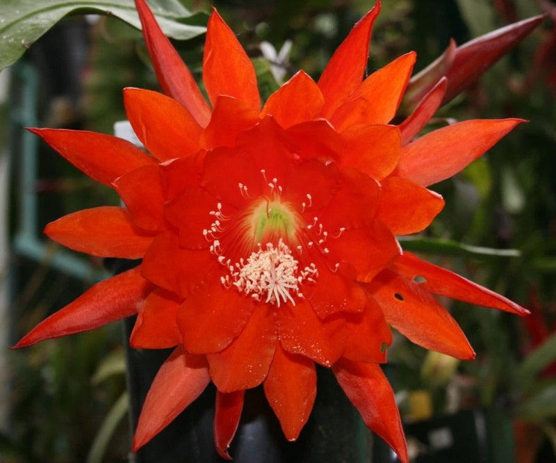 Red orchid cactus flower with long pointed petals and yellow-green center