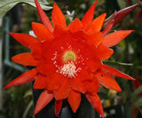 Epiphyllum, Orchid Cactus, "GRIZZLY ", Don's Quart pots APRIL/1 Orchids