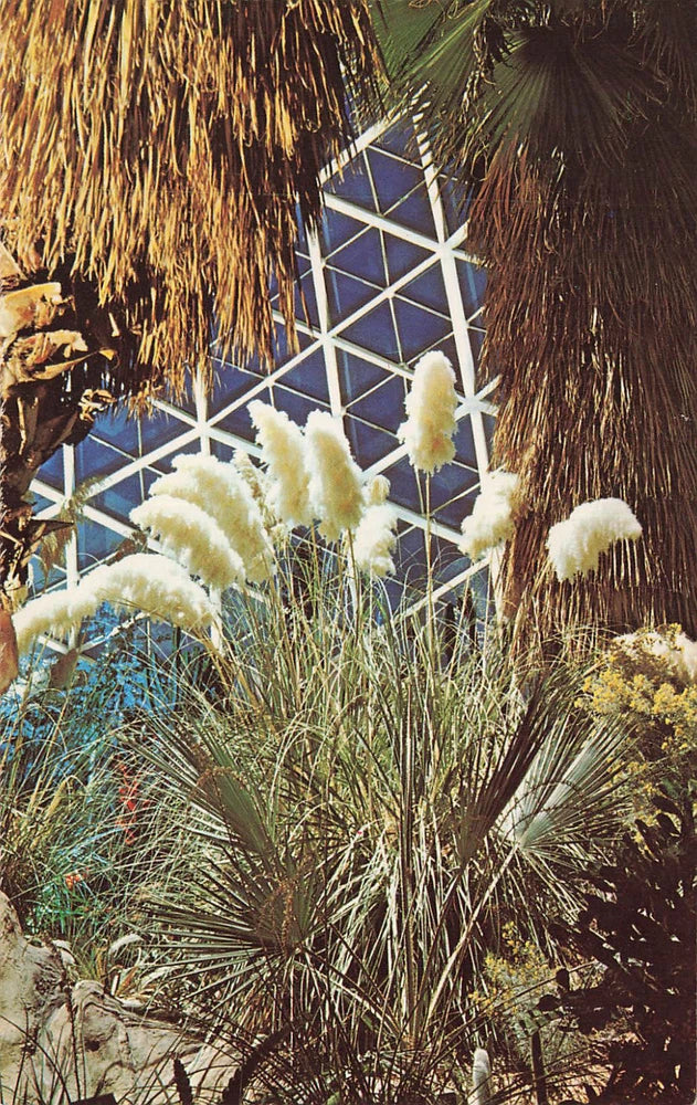 Postcard Pampas Grass Mitchell Conservatory Milwaukee Wisconsin Pampas Grass