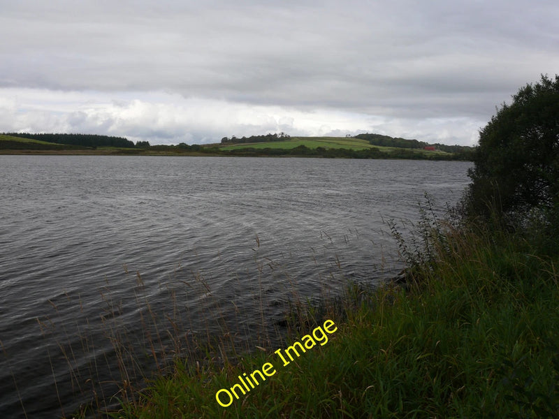 Photo 12x8 Pampas Grass, Girvan At McCreath Park on the North side of the  c2022 Pampas Grass