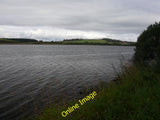 Photo 12x8 Pampas Grass, Girvan At McCreath Park on the North side of the  c2022 Pampas Grass