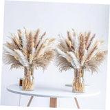 300PCS Natural Dried Pampas Grass Boho Home Decor Bouquet Phragmites 300 Pcs Pampas Grass