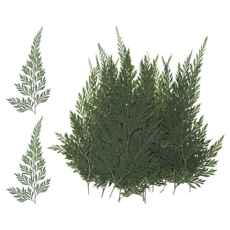 Pressed dried fern leaves set, dark green sprigs with layered frond detail