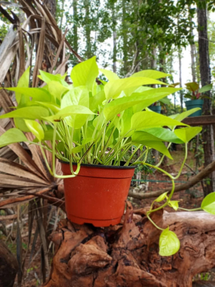 Live neon pothos plant in red terracotta pot with bright green trailing leaves