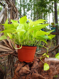 Live neon pothos plants Orchids