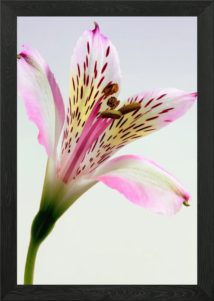 Framed wall art featuring a close-up pink and white lily with yellow speckles