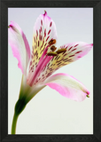 Framed wall art featuring a close-up pink and white lily with yellow speckles