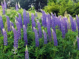 Perennial Lupine Flower Seeds - Lupinus Perennis, Pack of 1,000 Seeds by Garden Plants