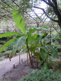 Musa - Basjoo Banana - Banana Tree - Cold Hardy Variety to 10 ¡F Green Plant
