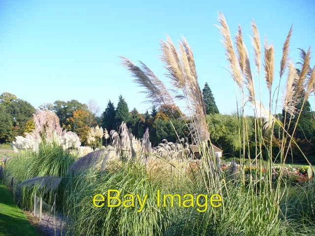 Photo 6x4 Pampas Grass Trials Bridge End/TQ0757 On the upper area of the c2008 Pampas Grass