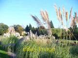 Photo 6x4 Pampas Grass Trials Bridge End/TQ0757 On the upper area of the c2008 Pampas Grass