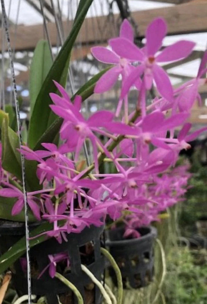 Ascofinetia fragrant orchid cluster with bright pink star-shaped blossoms