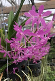 Ascofinetia Cherry Blossom Bloom Size Fragrant Orchids