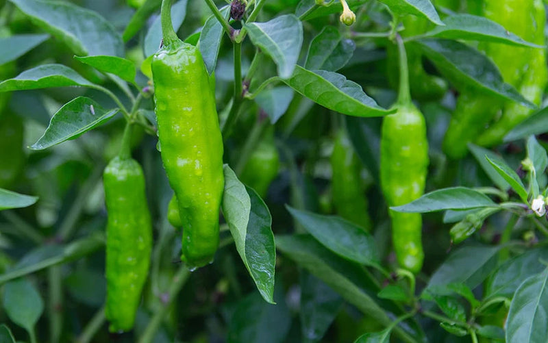 Shishito Pepper Seeds - NON-GMO / Heirloom - Free Shipping Garden Plants