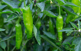 Shishito Pepper Seeds - NON-GMO / Heirloom - Free Shipping Garden Plants