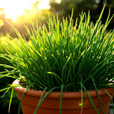 1000 CHIVES SEEDS GREEN ONION PERENNIAL NON-GMO MOSQUITO REPELLENT FREE SHIPPING Green Plant