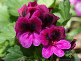 25+ Martha Washington Regal Geranium Seeds for Garden - USA - FREE SHIPPING! Garden Plants