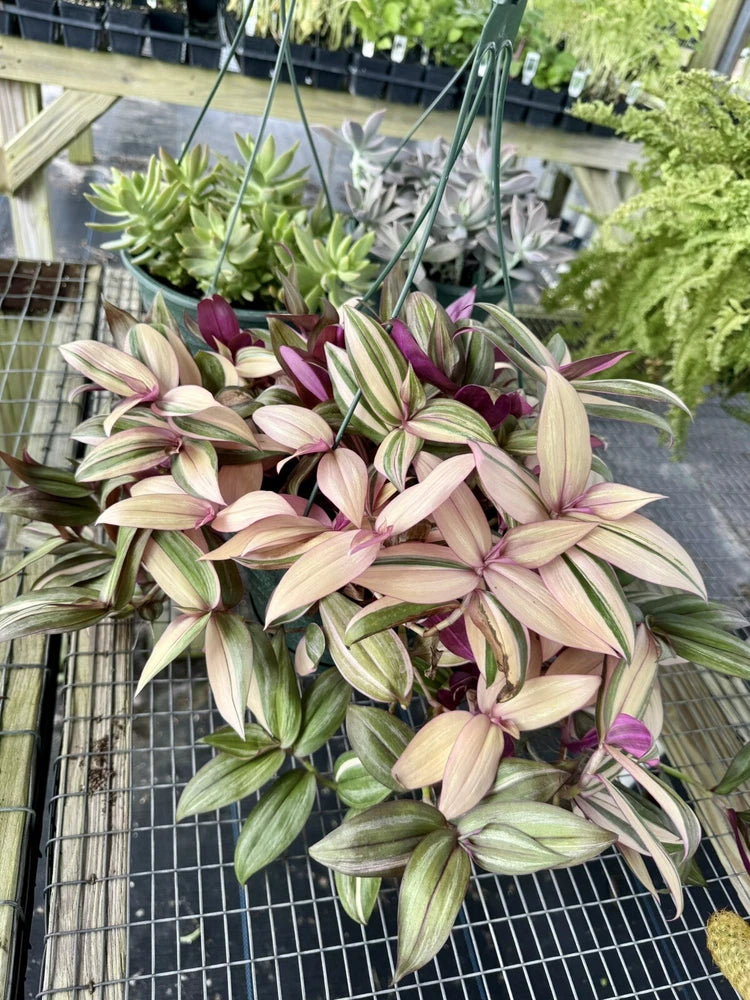 Tradescantia zebrina variegated discolor multicolor Orchids