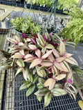 Tradescantia zebrina variegated discolor multicolor Orchids