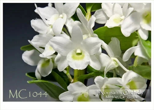 Mini/Fragrant .  Den. Angel Baby 'Little Darling' AM/AOS -- Plant leafless now Orchids