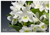 Mini/Fragrant .  Den. Angel Baby 'Little Darling' AM/AOS -- Plant leafless now Orchids