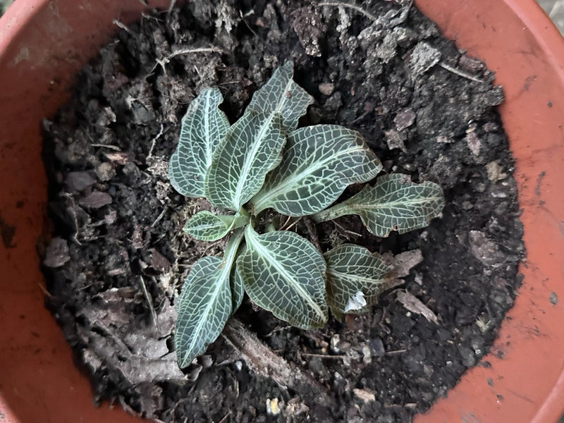 Green veined orchid-like plant in a terracotta pot with dark soil