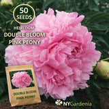 50 Pink Double Bloom Peony Seeds Heirloom Garden Flower Easy Grow Peony
