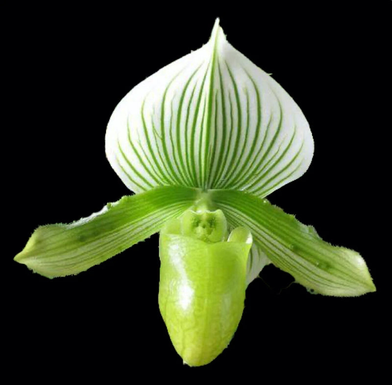 Slipper orchid flower with white striped hood and green pouch