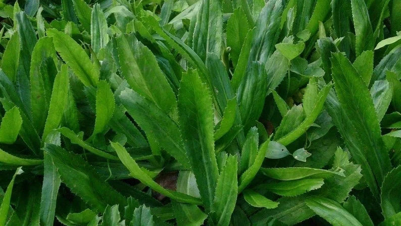 1000+ Culantro Seeds  | recao | ng˜ gai Non-GMO Eryngium Foetidum Tropical Herb Green Plant