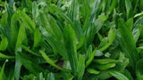 1000+ Culantro Seeds  | recao | ng˜ gai Non-GMO Eryngium Foetidum Tropical Herb Green Plant