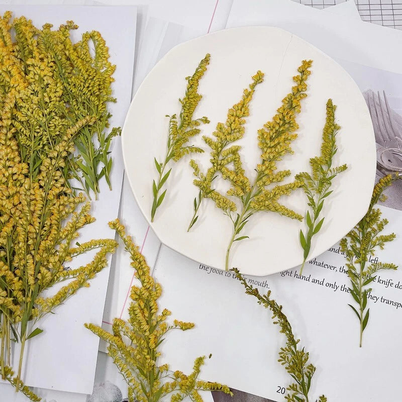 Pressed dried yellow leaves, 12-piece set, arranged on white display card
