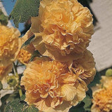 20 SEEDS for Lemon Yellow HOLLYHOCK rare flower bed exotic plant bush USA Seller Flowering Plants