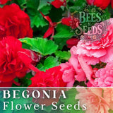 Dazzled Raspberry Blend Begonia Seeds 45 or 125 Seeds Flower, Flower Seeds Garden Plants