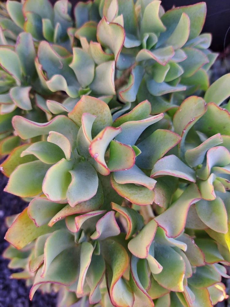 Ripple Jade Ruffle Jade Crassula arborescens, 5 Cuttings, subsp. undulatifolia Green Plant