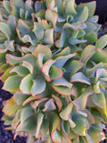 Ripple Jade Ruffle Jade Crassula arborescens, 5 Cuttings, subsp. undulatifolia Green Plant