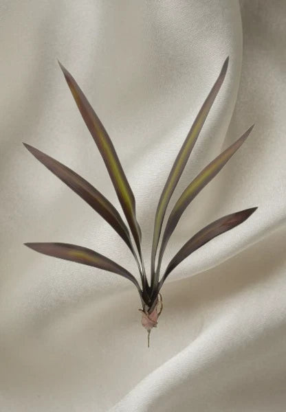 Cymbidium Orchid Leaf x 6 leaves with roots - 25" tall (BR/SG) Green Plant