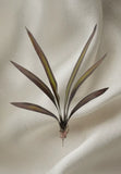 Cymbidium Orchid Leaf x 6 leaves with roots - 25" tall (BR/SG) Green Plant