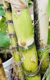 6 PCS CUTTING READY TO PLANT GREEN SUGARCANE SWEET JUICY LIVE PLANT FRESH Green Plant