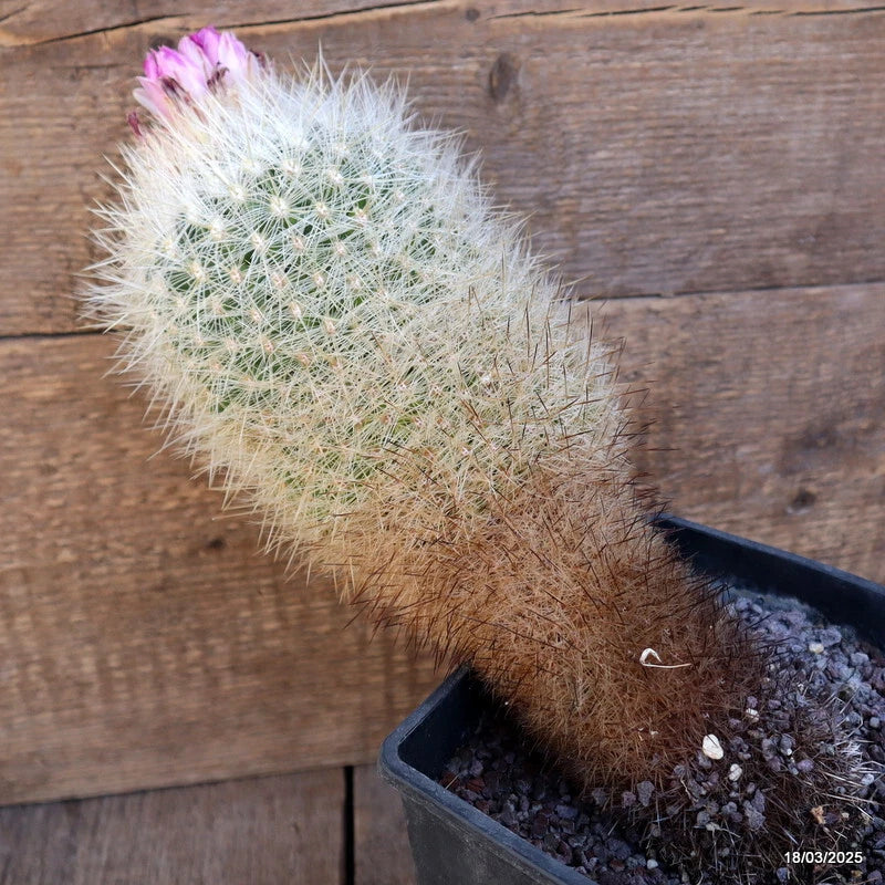 Potted cactus plant with pale green spines in a dark square pot