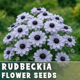 Moonlit Rudbeckia Seeds 125+ Seeds Annual Flower Seeds Garden Garden Plants