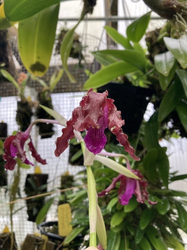 Rare orchid plant with burgundy and purple ruffled blooms and green leaves