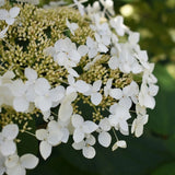 1 Hydrangea Haas Halo Live Starter Plant for Planting 4"Pot 4-6"Tall Ship No Pot Hydrangea